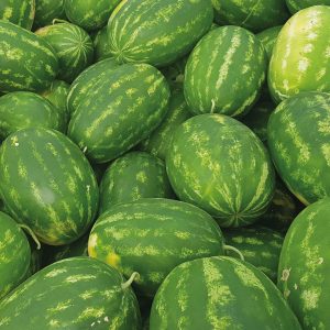 taurus-karpuz-tohumu